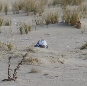 6s3a1589snowyowl