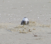 6s3a1640snowyowl