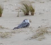 6s3a1717snowyowl