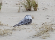 6s3a1729snowyowl