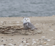 6s3a1762snowyowl
