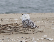 6s3a1762snowyowl_2