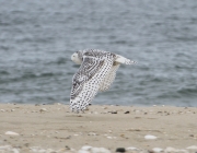 6s3a1769snowyowlinflight
