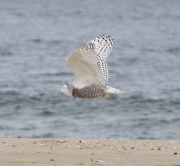 6s3a1770snowyowlinflight