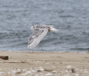 6s3a1771snowyowlinflight
