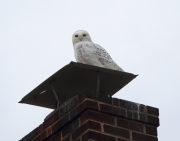 6s3a5446malesnowyowl_easton_pa_dec_30_2013