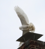 6s3a5448malesnowyowl_easton_pa_dec_30_2013