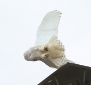 6s3a5449malesnowyowl_easton_pa_dec_30_2013