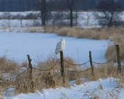 6s3a9121snowy_1
