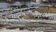 6s3a9139snowbuntings