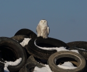 6s3a9158snowy