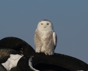 6s3a9159snowy
