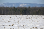 6s3a9214snowy