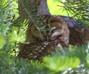 0J6A9884Spotted_Owl_Hunter_Canyon