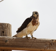 0J6A8433Banded_Swainson's_Hawk