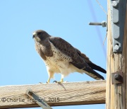6S3A0664Swainson's_Hawk