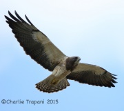6S3A0689Swainson's_Hawk