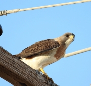 6S3A1475Swainson's_Hawk