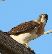6S3A1477Swainson's_Hawk
