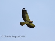 6S3A1547Swainson's_Hawk