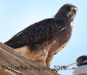 6S3A3272Swainson's_Hawk
