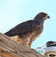 6S3A3279Swainson's_Hawk
