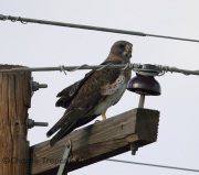 6S3A9865Swainson's_Hawk