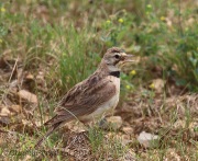 6s3a0579hornedlark_juv-copy