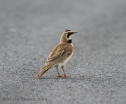 6s3a0666hornedlark_breeding
