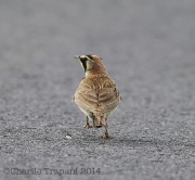 6s3a0675hornedlark_breeding