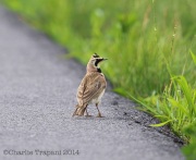 6s3a0702hornedlark