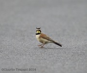 6s3a0714hornedlark