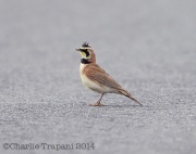 6s3a0727hornedlark
