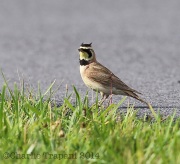 6s3a0737hornedlark