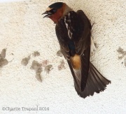 6s3a0885cliffswallows