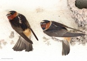 6s3a0915cliffswallows