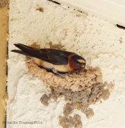 6s3a0946cliffswallow