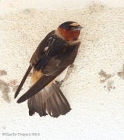 6s3a0952cliffswallow