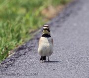 6s3a1177hornedlark