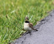 6s3a1188hornedlark