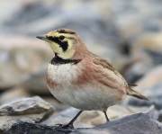 6s3a1544hornedlark