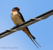 6s3a2283barnswallow