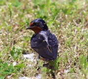 6s3a6171barnswallow