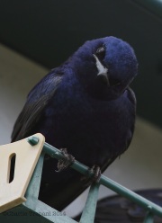 6s3a6580purplemartin