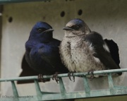 6s3a6601purplemartins