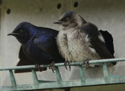 6s3a6602purplemartins
