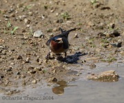 6s3a6614cliffswallow