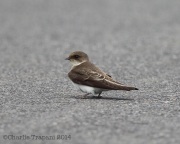 6s3a8336bankswallow