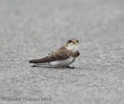 6s3a8341bankswallow