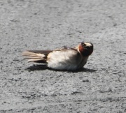 img_3658cliff_swallow